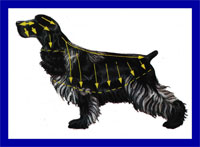 a well breed Cocker Spaniel dog